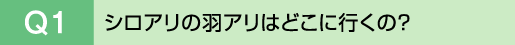 Q1�@�V���A���̉H�A���͂ǂ��ɍs���́H
