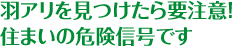 羽アリを見つけたら要注意！住まいの危険信号です。